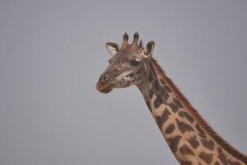 Giraffe in the Serengeti