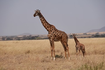 Giraffe in the Serengeti