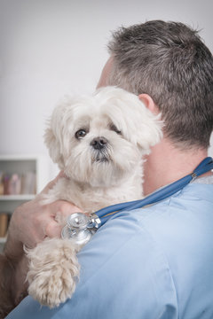 Happy vet holding a little dog