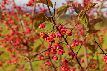 red flowers with yellow seeds, Flower plant with red flowers in the form of hearts with yellow seeds