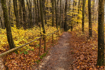 Obraz premium path in the autumn forest, wooden steps in the autumn forest, Pathway through the autumn forest