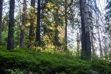 Fototapeta premium Landscape of the mountains and mountain natural green forest. Carpathian mountains. Europe. Ukraine.