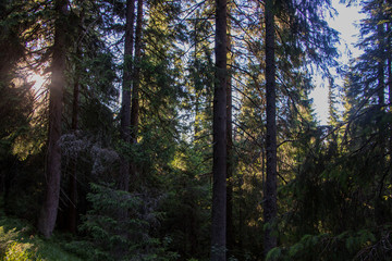 Obraz premium Landscape of the mountains and mountain natural green forest. Carpathian mountains. Europe. Ukraine.