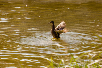 the duck takes off from the water