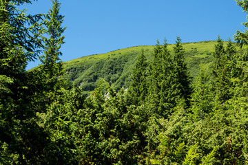Fototapeta na wymiar Landscape of the mountains and mountain natural green forest. Carpathian mountains. Europe. Ukraine.