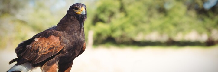 Close up of golden eagle
