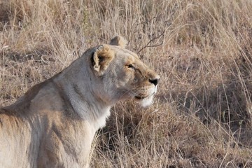 Serengeti Lions