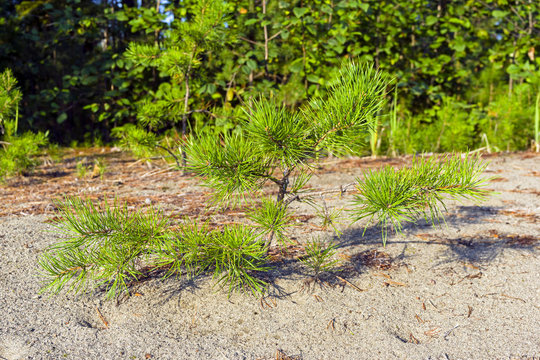 A small pine on the sand.