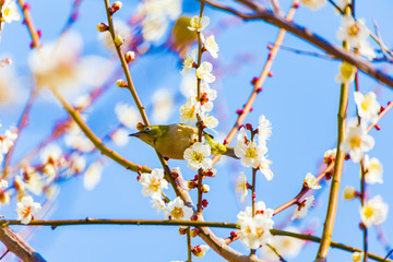 The Japanese White-eye.The background is white plum blossoms. Located in Tokyo Prefecture Japan.