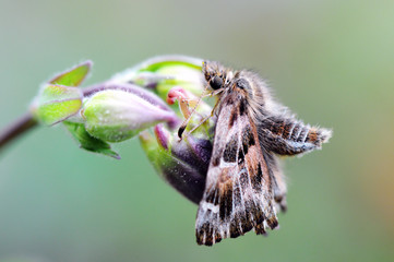 Fototapeta premium mallow skipper (Carcharodus alceae) butterfly