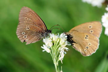 ringlet (Aphantopus hyperantus) butterfly