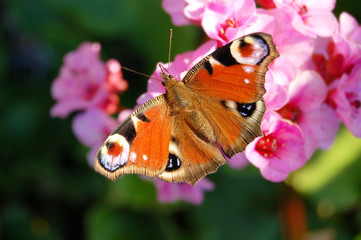 European peacock (Aglais io) on bergenia flower