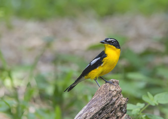 Beautiful bird in nature Yellow-rumped Flycatcher