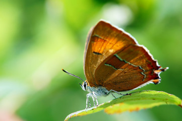 brown hairstreak (Thecla betulae) butterfly