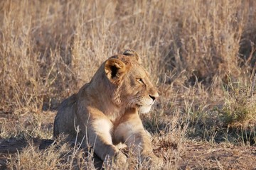 Serengeti Lions