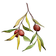 Olive tree in a watercolor style isolated. Full name of the plant: Branches of an olive tree. Aquarelle olive tree for background, texture, wrapper pattern, frame or border.