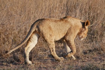 Serengeti Lions