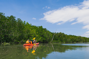 Tourists are paddling kayak in rivers and mangrove forests.