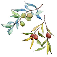 Olive tree in a watercolor style isolated. Full name of the plant: Branches of an olive tree. Aquarelle olive tree for background, texture, wrapper pattern, frame or border.
