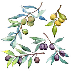 Olive tree in a watercolor style isolated. Full name of the plant: Branches of an olive tree. Aquarelle olive tree for background, texture, wrapper pattern, frame or border.