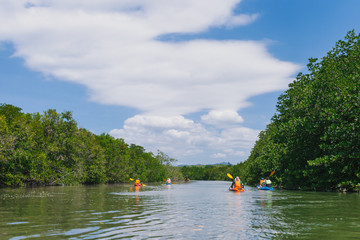 Tourists are paddling kayak in rivers and mangrove forests.