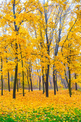Fototapeta na wymiar Beautiful autumn forest