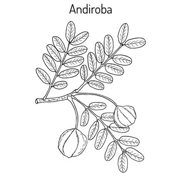 Andiroba Carapa guianensis , medicinal plant.