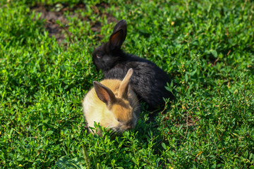 black and red little funny rabbit with long ears