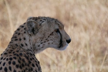 Cheetah in the Serengeti