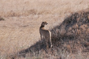 Cheetah in the Serengeti