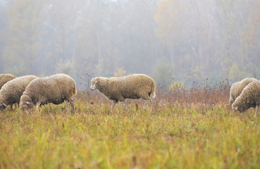Sheep grazing in the field in the morning