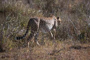 Cheetah in the Serengeti