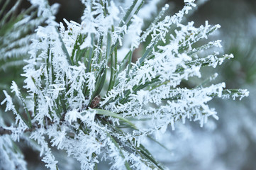 Christmas tree branch