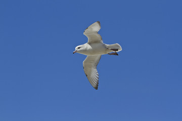 Southern Fulmar(fulmarus glacialoides)in flight,Isle of Haswell