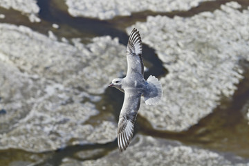Southern Fulmar(fulmarus glacialoides)in flight,Isle of Haswell