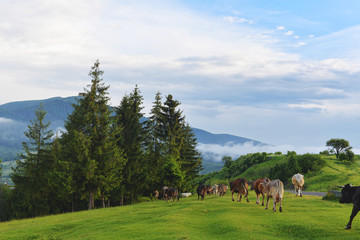 cows graze in the highlands in summer