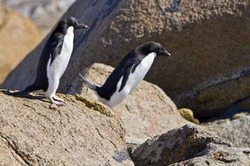 Obraz premium The Adelie penguin(pygoscelis adeliae)jumping from stone island Haswell