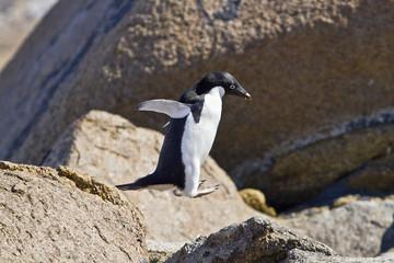 The Adelie penguin(pygoscelis adeliae)jumping from stone island Haswell