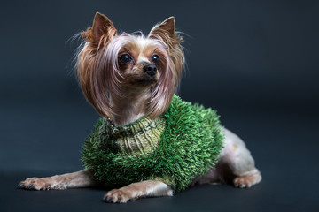 Yorkshire Terrier. Photo of a dog on a black background