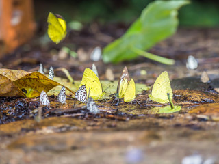 Many butterflies are resting on a wet floor or flying.
