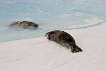 Obraz premium Weddell seal(leptonychotes weddellii)with the baby resting on the ice of Davis sea