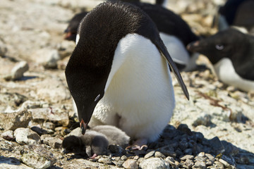 The Adelie penguin(pygoscelis adeliae)on nest with chick on cliffs of Haswell island,Antarctica