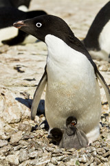 The Adelie penguin(pygoscelis adeliae)on nest with chick on cliffs of Haswell island,Antarctica