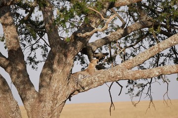 Fototapeta na wymiar Leopard in tree in the Serengeti National Park