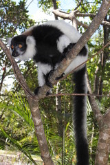 Schwarzweißer Vari (Varecia variegata) im Bambus-Regenwald in Madagaskar