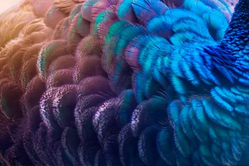 Foto op Plexiglas Close up van pauwenveren © sarayut_sy