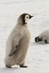 Almost adult Chicks the Emperor penguin(aptenodytes forsteri) colony on the ice of Davis sea