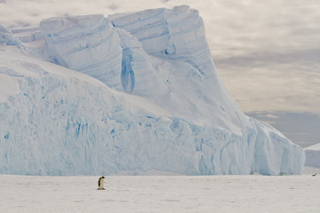 Fototapeta na wymiar Icebergs in the ice-covered sea Davis