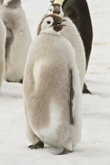 Almost adult Chicks the Emperor penguin(aptenodytes forsteri) colony on the ice of Davis sea