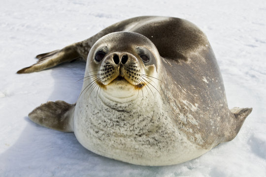 Weddell seal(leptonychotes weddellii)resting on the ice of Davis sea